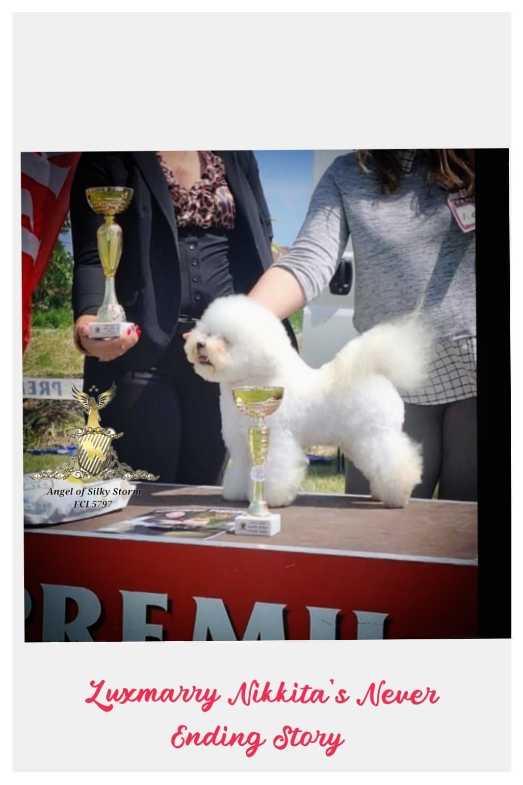Bichon Frise – Beautiful Puppies