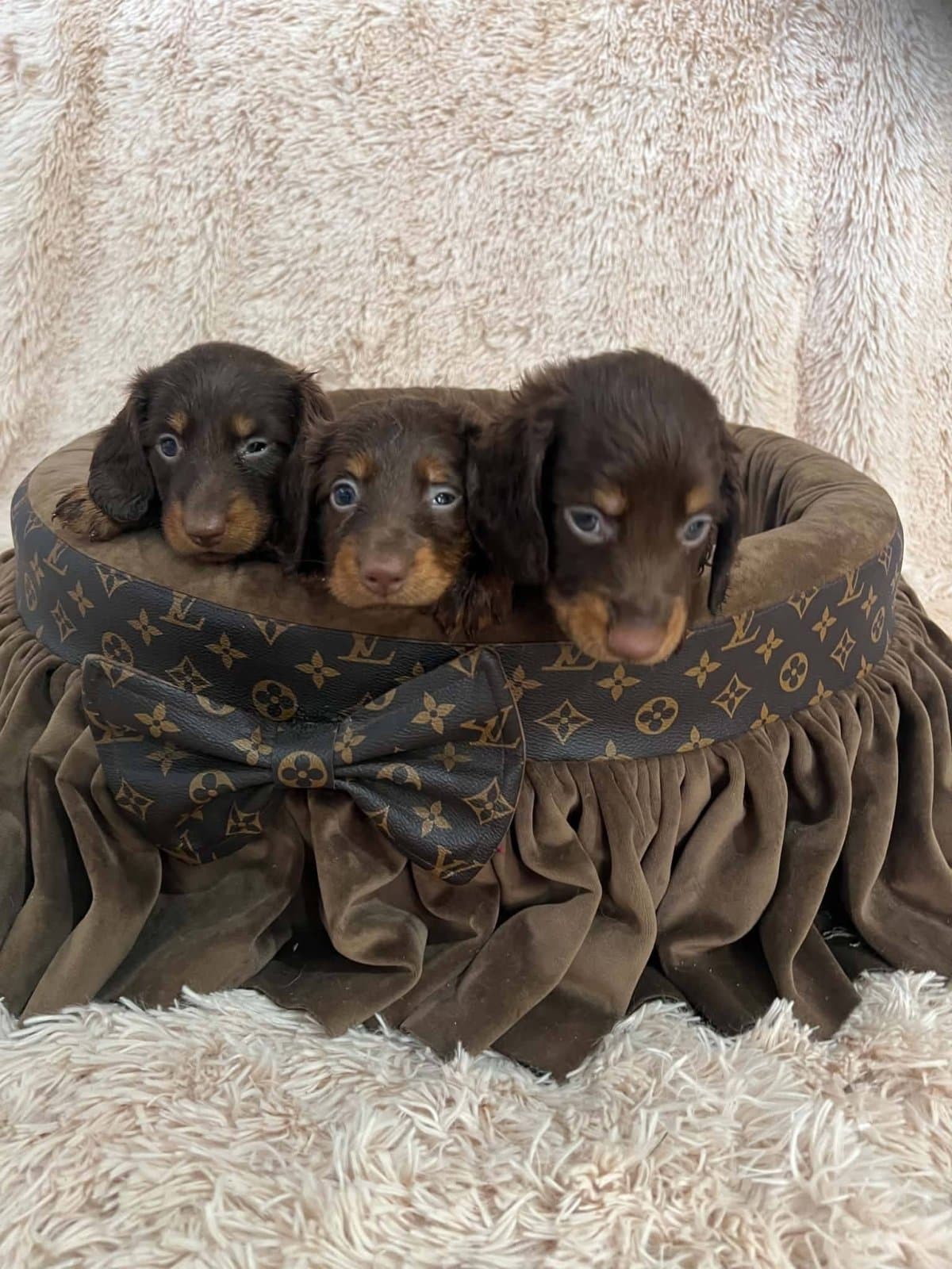 Long-haired dwarf dachshunds in chocolate color