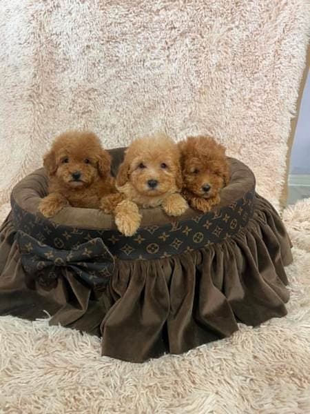 Miniature poodles beautiful puppies