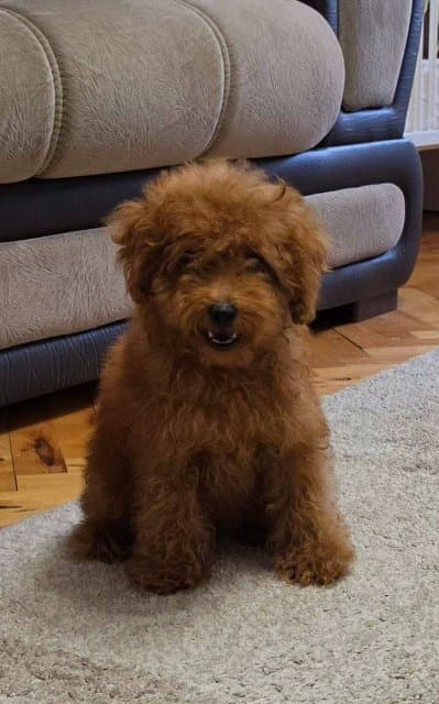Red toy poodle puppies