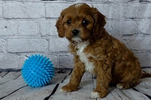 Cavapoo Puppies for sale