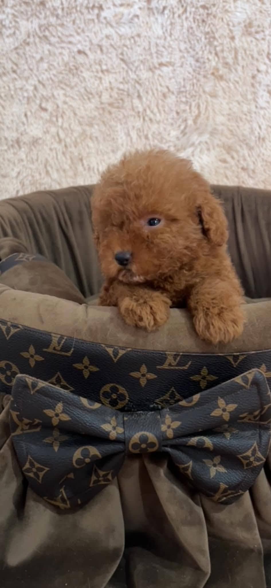Extra small red toy poodles