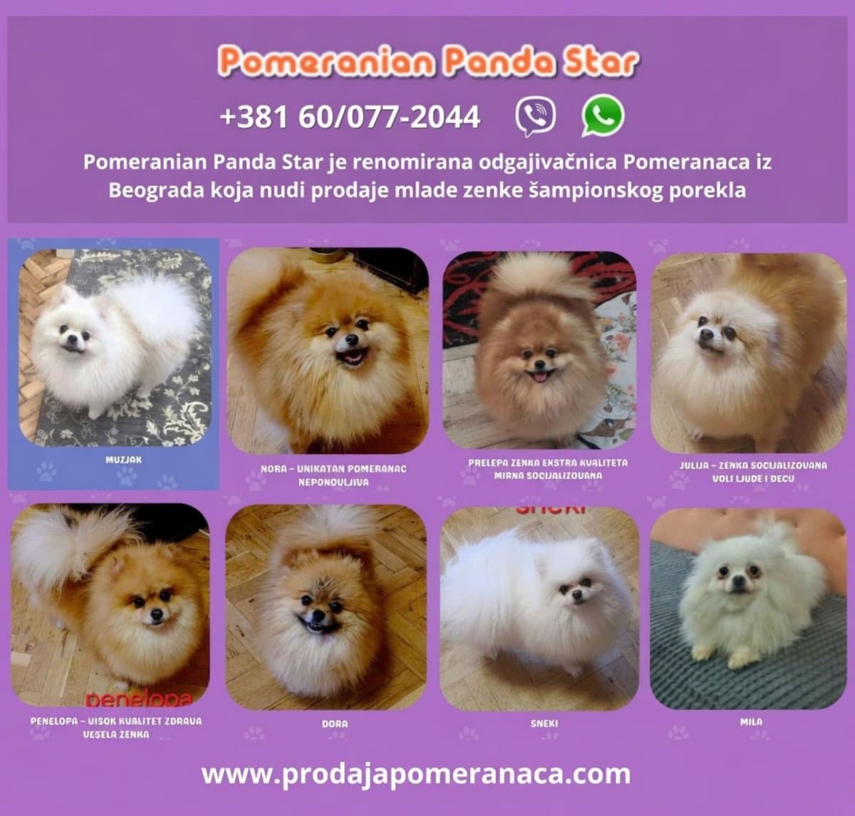 Pomeranian Breeder Offering Young Female Puppies for Sale