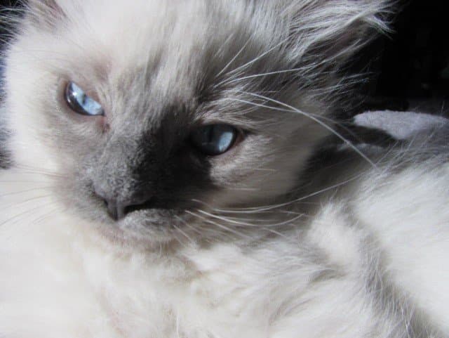 ragdolls for sale
