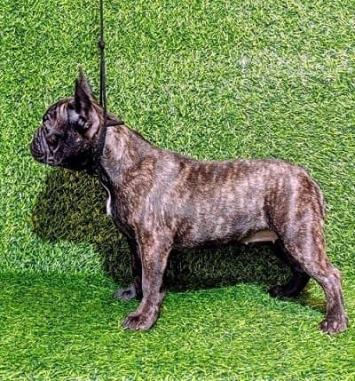 FRENCH BULLDOG - female puppy
