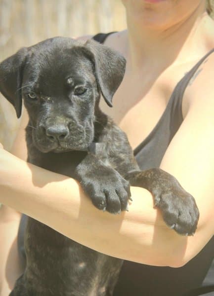 Cane Corso puppies