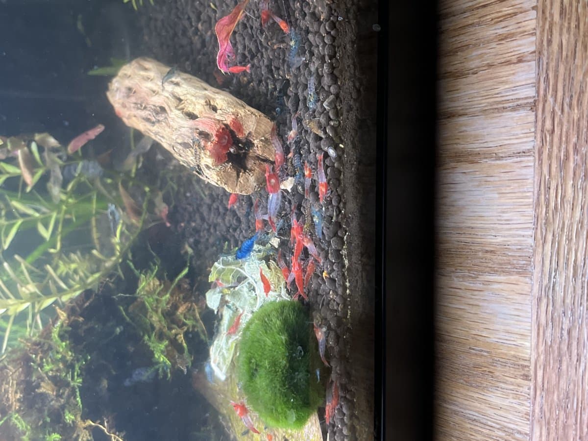 Neocaridina shrimp