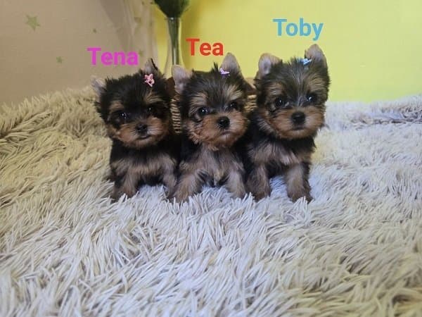 Mini Yorkshire Terrier