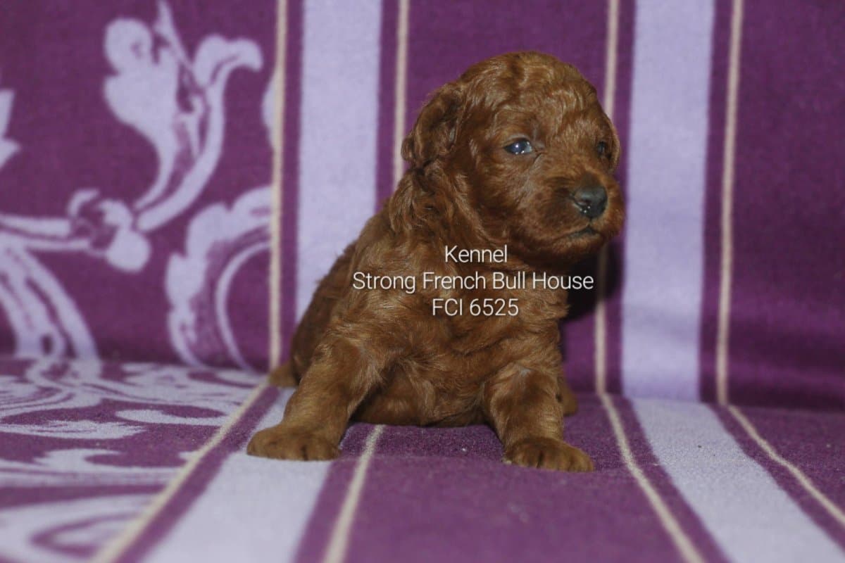 Toy Poodle – Red Puppies