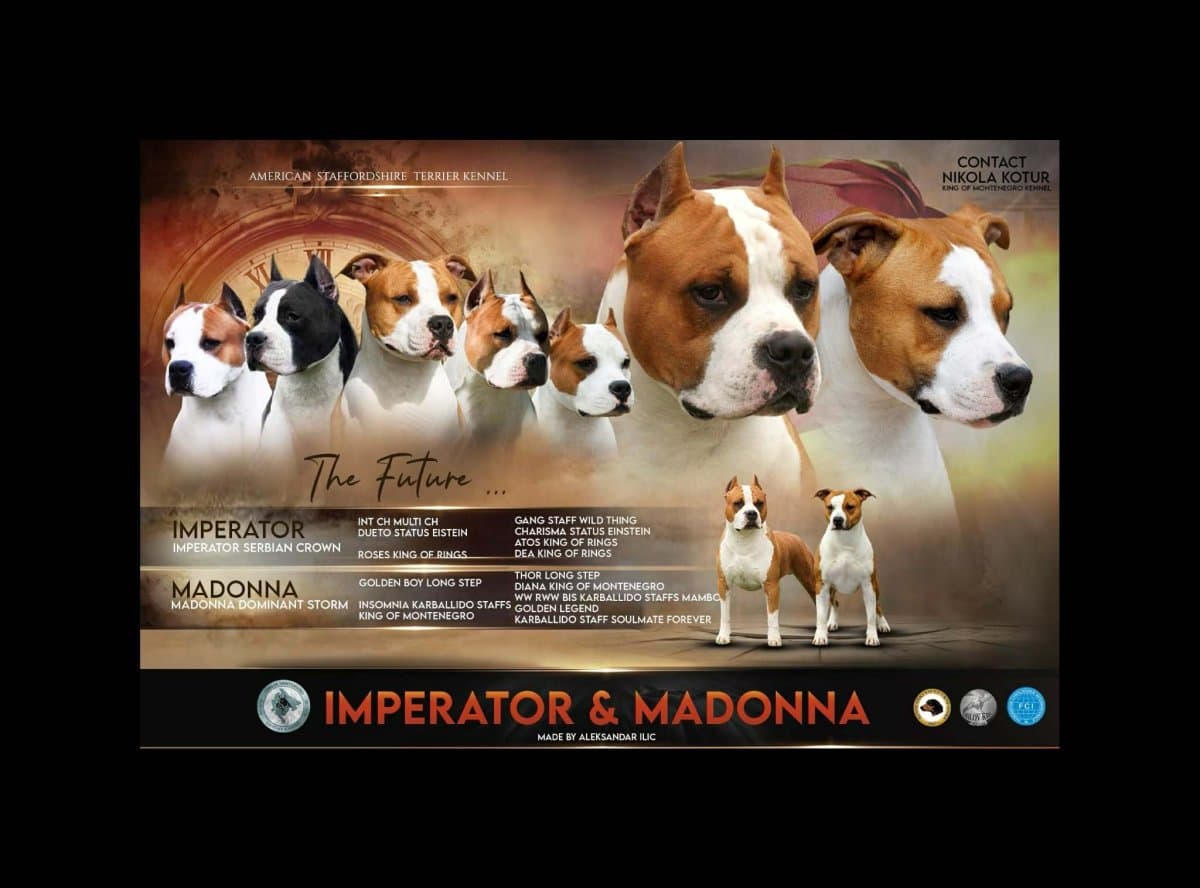 American Staffordshire Terrier – Puppies