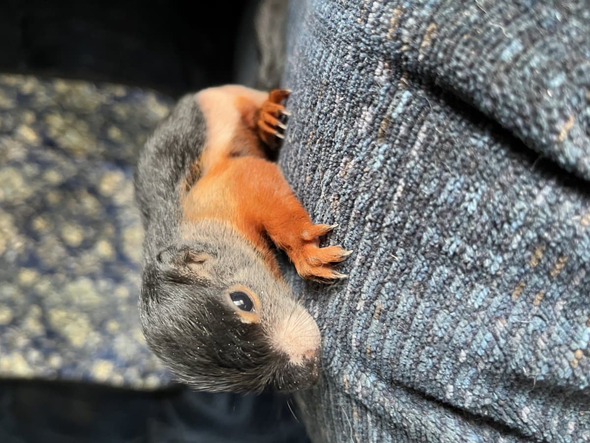 Prevost's squirrels