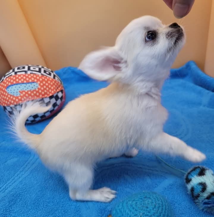 AKC Longhair Chihuahua
