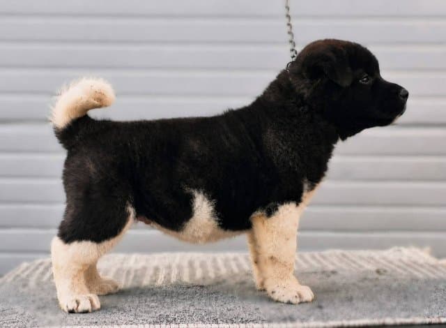 American Akita, puppies
