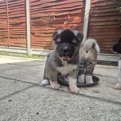 Beautiful Stunning Akita puppies