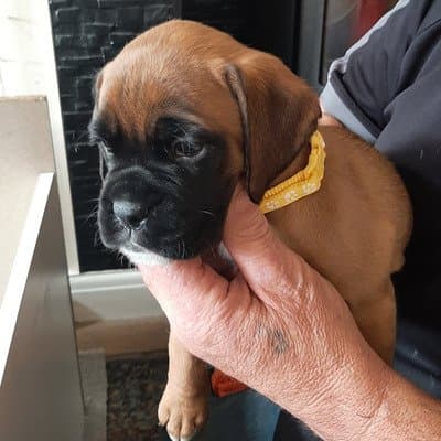 Boxer puppies for sale