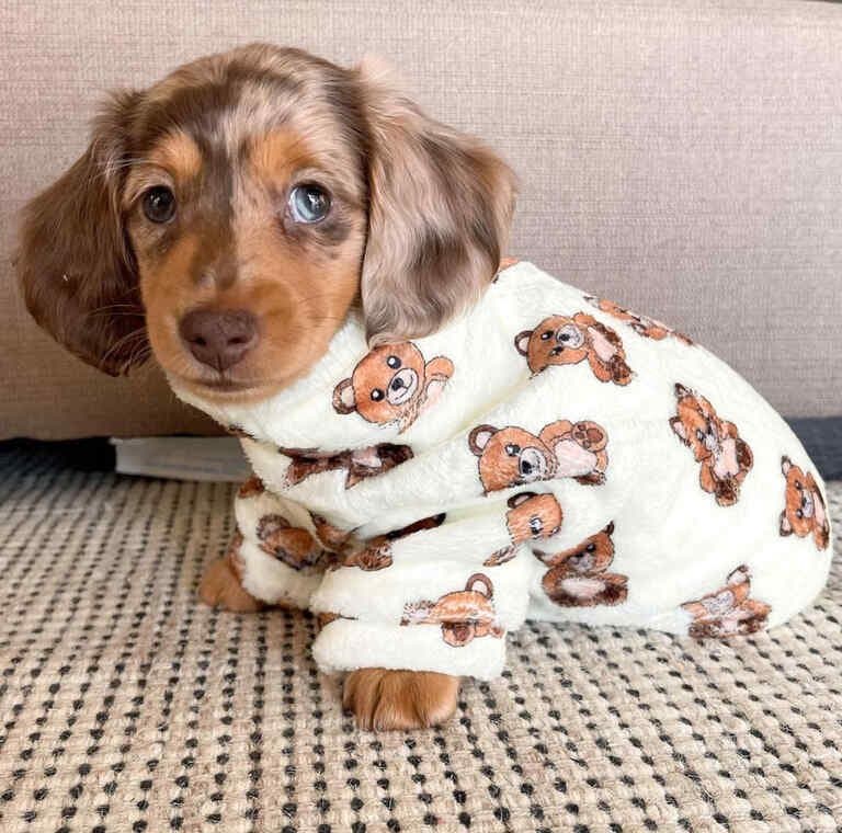 Healthy Dachshund Puppies for Loving Homes