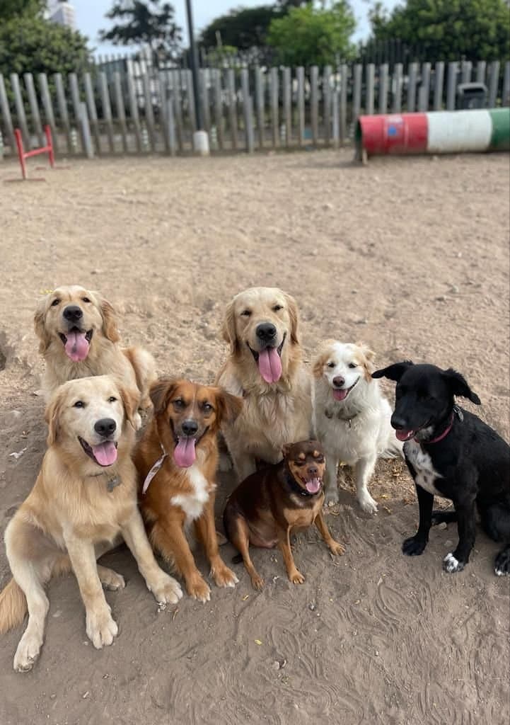 Royal 🐕