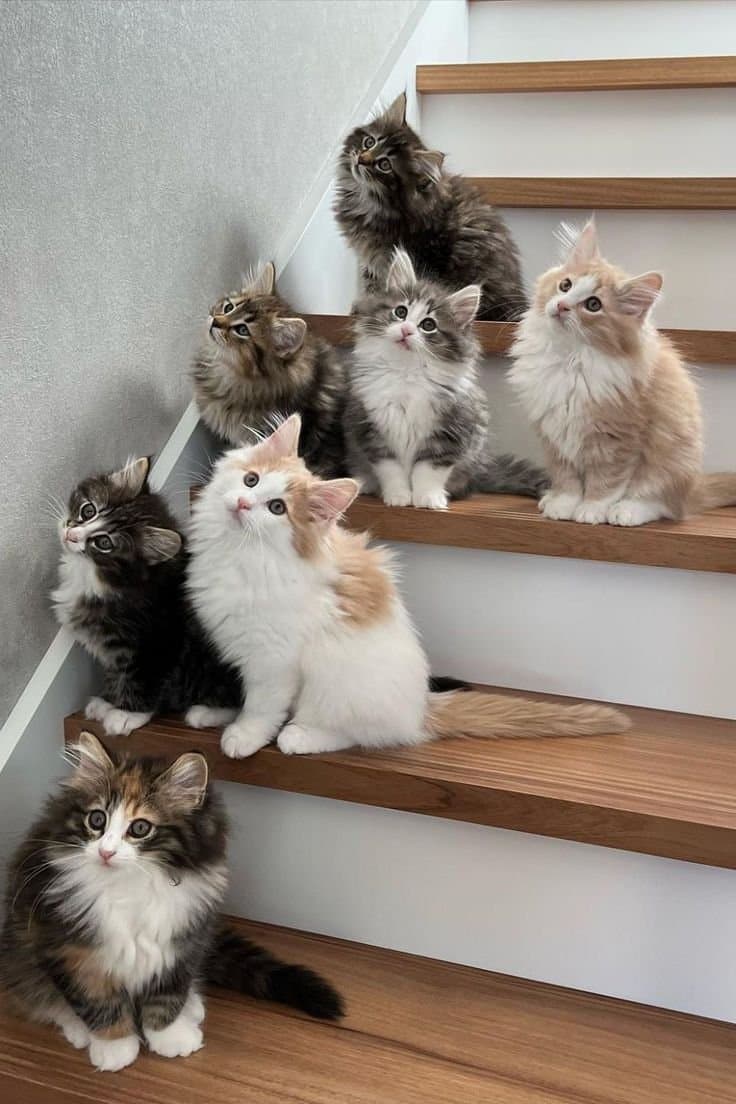 Royal 😺 breeds