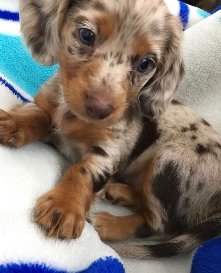 Awesome Dachshund Puppies