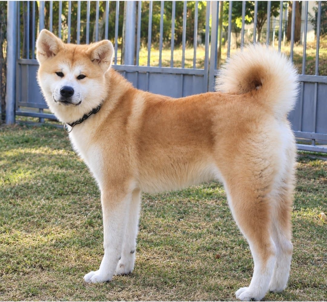 Akita-Inu - Beautiful Young Female from Excellent Bloodlines