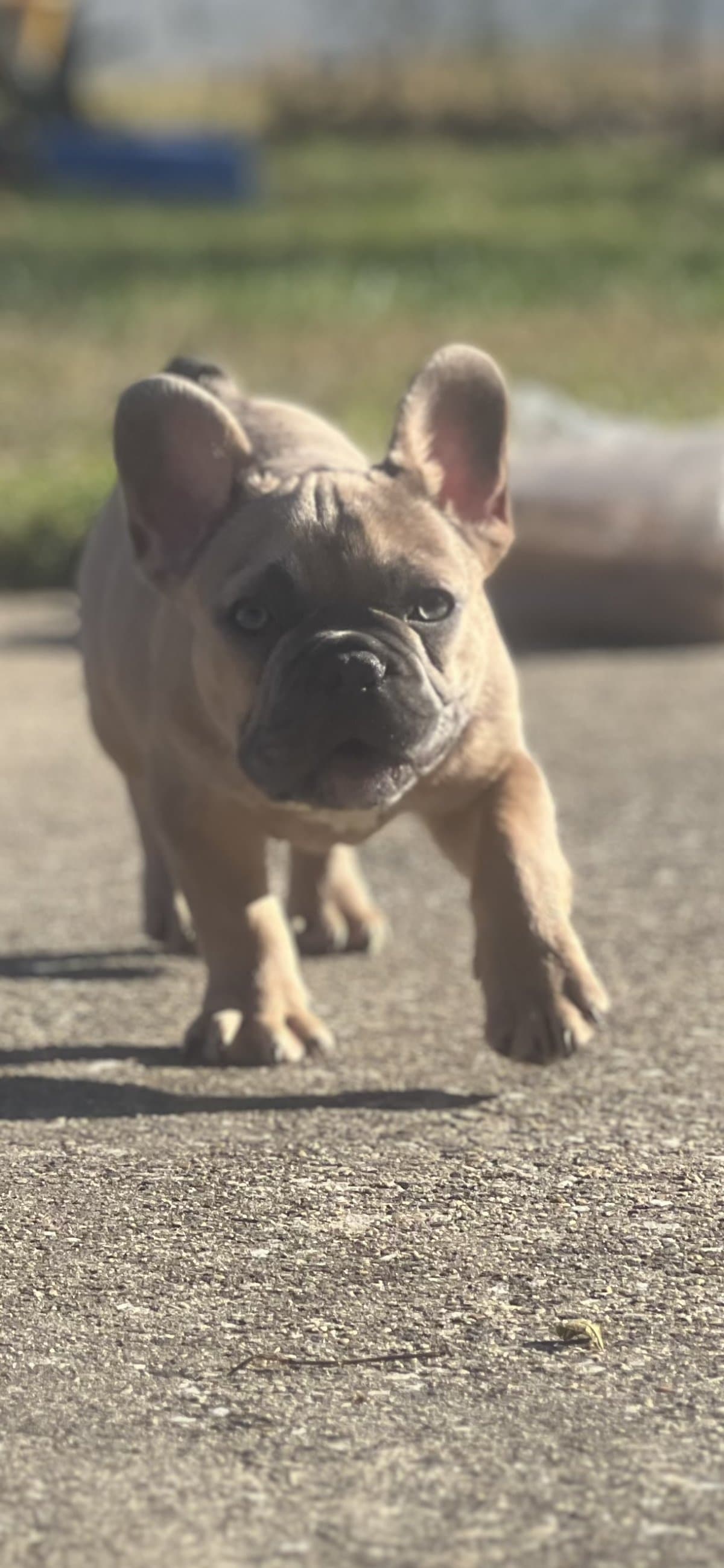 Beautiful Brown French Bulldog Male, Quality Companion