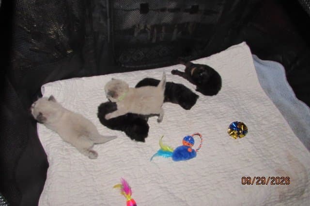 Ragdolls for sale
