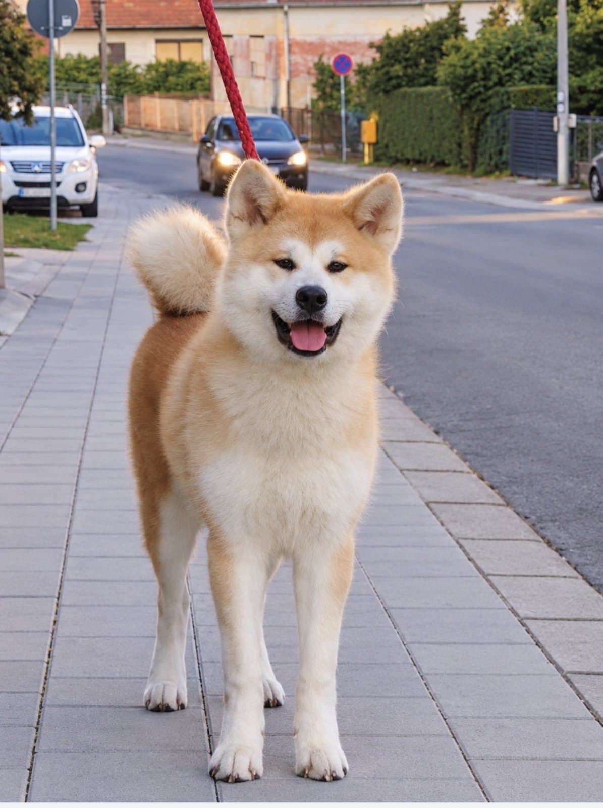 Akita-Inu - Female