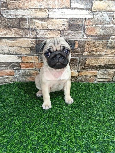 Pug female puppy