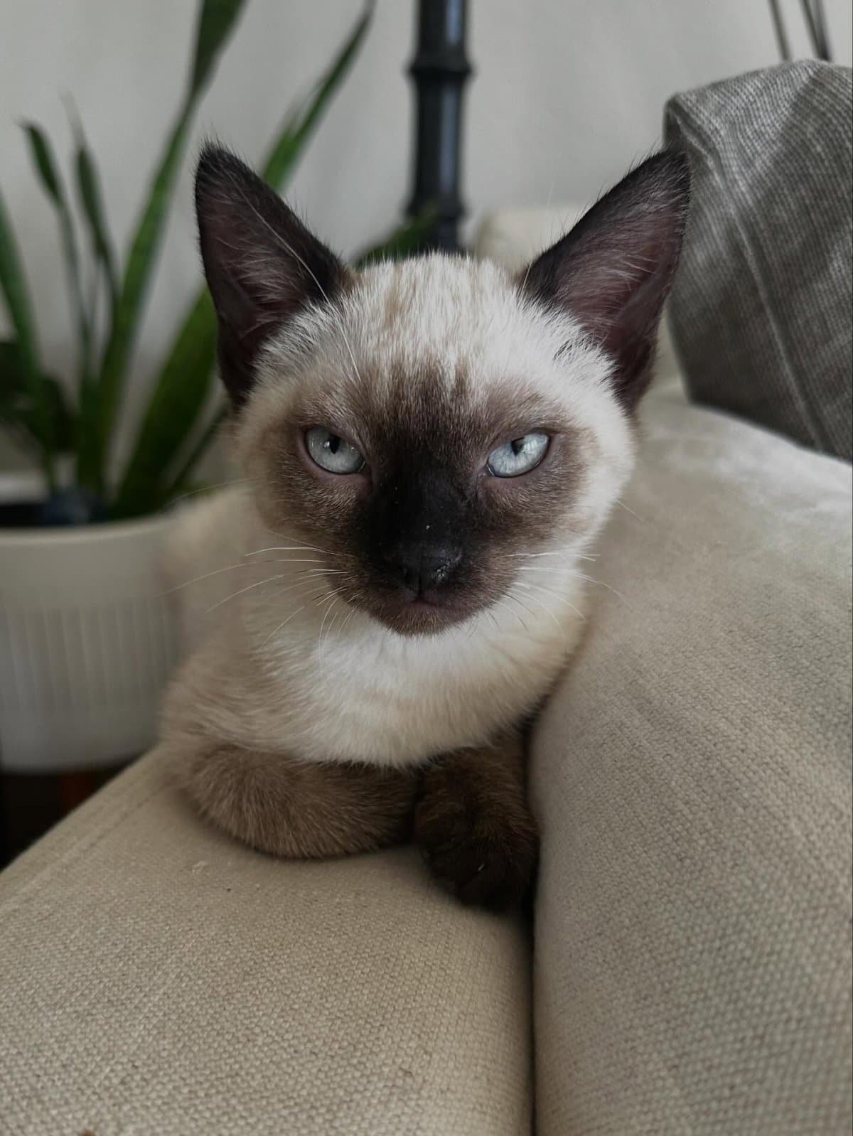 Siamese love
