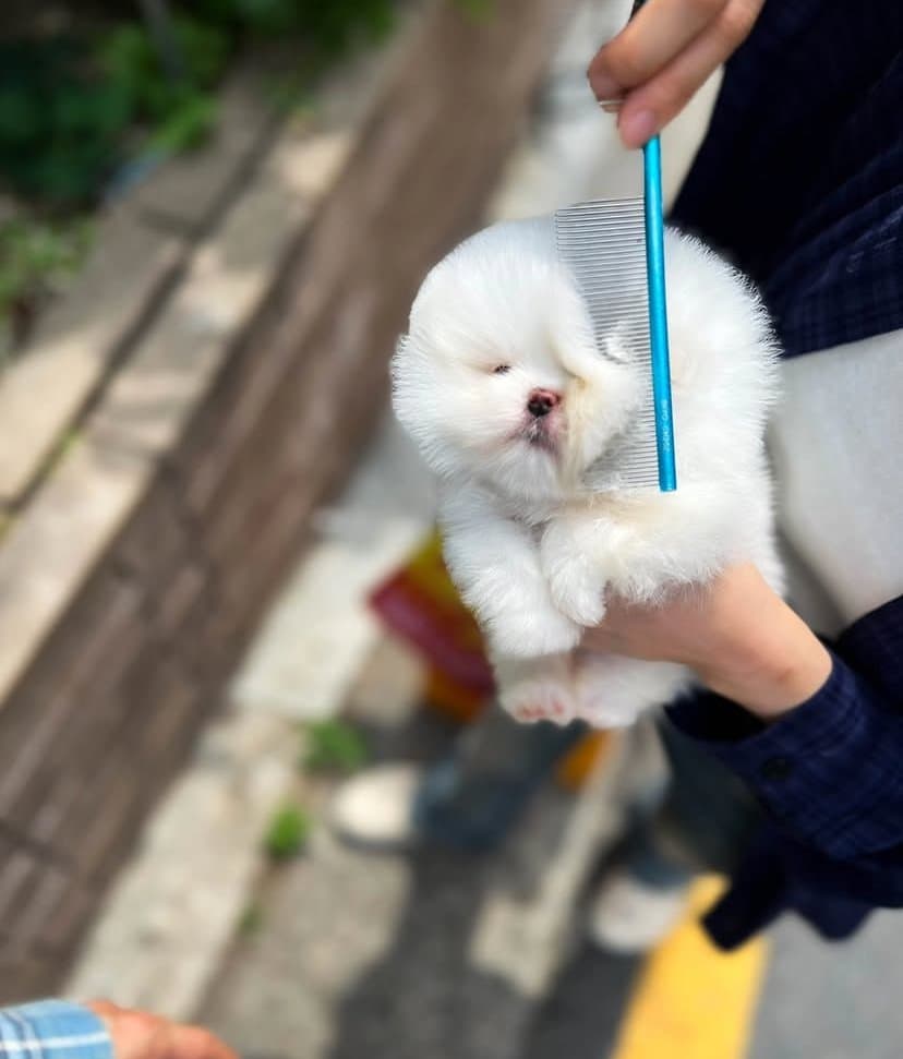 Beautiful white teacup Pomeranian puppy