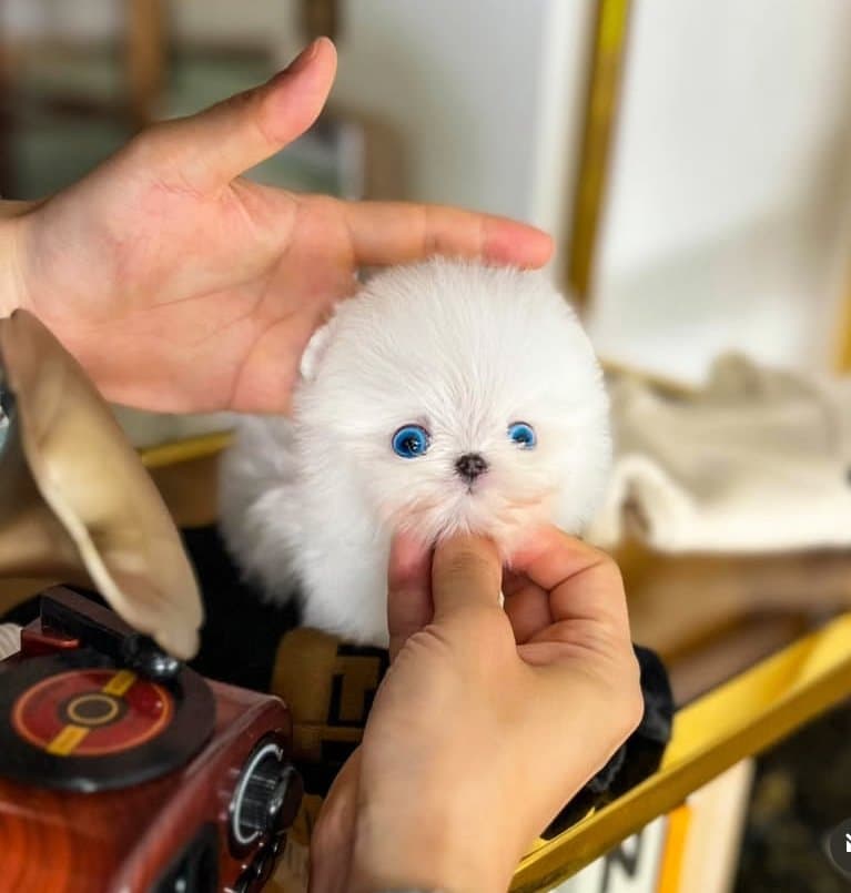 BEAUTIFUL SMALL SIZE POMERANIAN