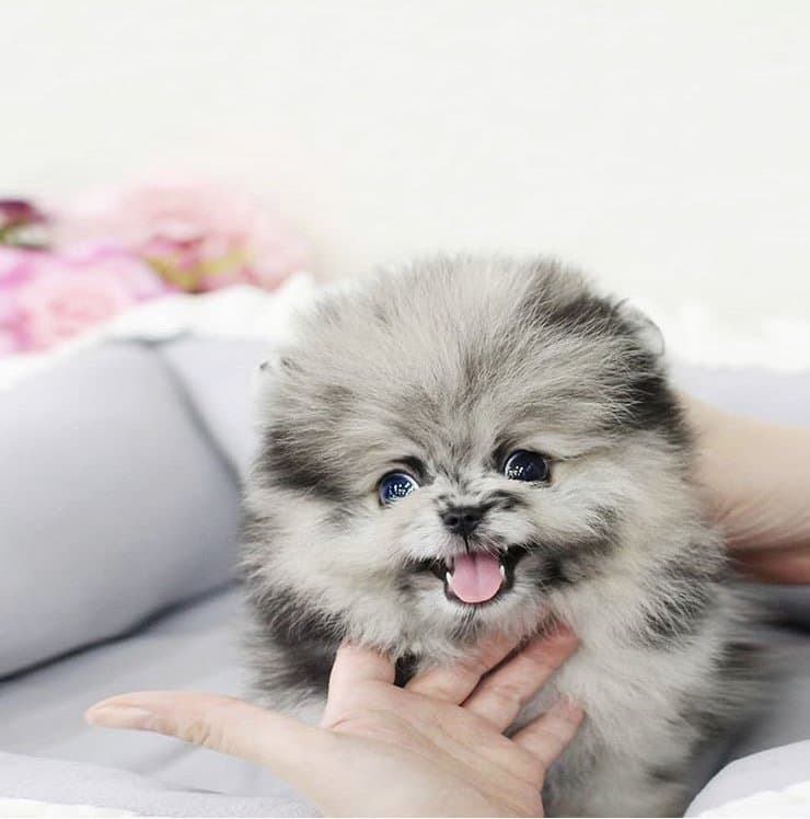 WHITE PUPPY DOG