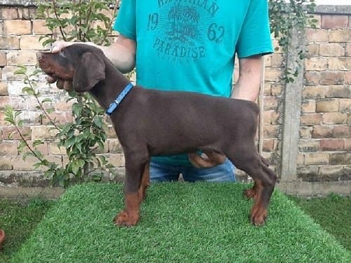 Doberman puppies