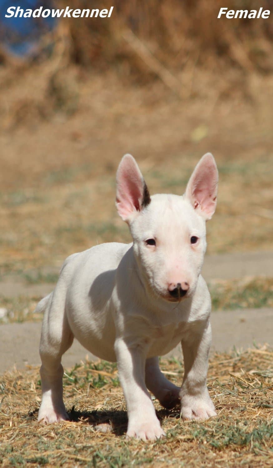Miniature Bull Terrier Puppies