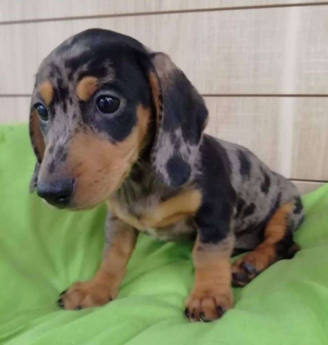 Healthy Well Trianed dachshund puppies For Adoption