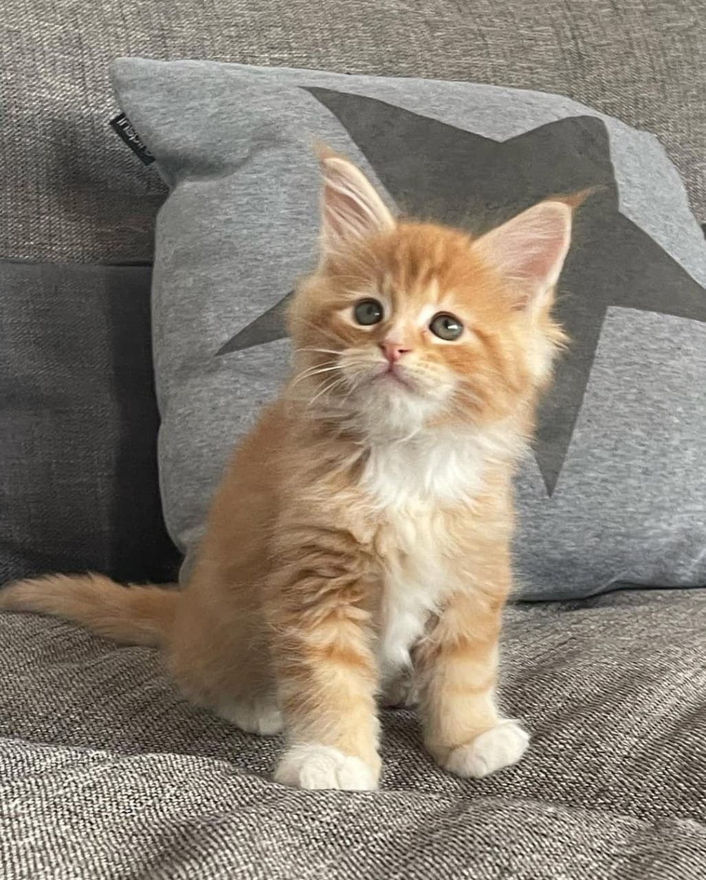 Adorable Fluffy Orange Tabby Kitten with White Paws – Looking for a Loving Home