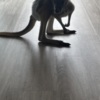 Kangaroos Red Kangaroo Joey Needs a Home