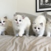 Ragdoll Ragdoll kittens