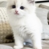 Ragdoll Ragdoll kittens