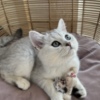 British Shorthair British Shorthair Kittens