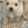 Maltese MALTESE FEMALE - ONLY ONE LEFT - CKC REGISTERED