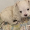 Maltese MALTESE FEMALE - ONLY ONE LEFT - CKC REGISTERED