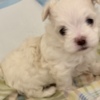 Maltese MALTESE FEMALE - ONLY ONE LEFT - CKC REGISTERED