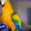 Macaw Camelot Macaws for sale