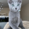 Russian Blue Russian Blue kitten For Sale