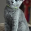 Russian Blue Russian Blue kitten For Sale