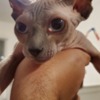 Sphynx Pink female Spynx cat