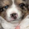 Australian Silky Terrier Mini Australian shepherd puppies