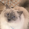 Ragdoll Pedigree Ragdoll  Blue seal colorpoint
