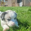 Welsh Corgi, Cardigan Puppies